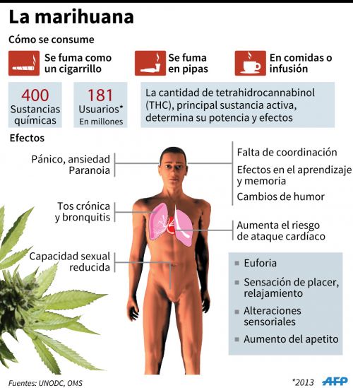 Marihuana13.jpg